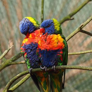 Rainbow lorikeet (Trichoglossus moluccanus), 2023-05-16