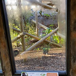 Colchester, Goeldi monkey, viewing window (indoor)