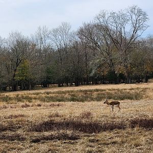 Alabama Safari Park - Blackbuck herd