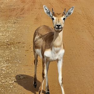 Alabama Safari Park - Young Blackbuck