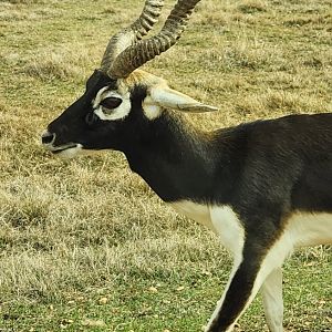 Alabama Safari Park - Blackbuck