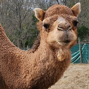 Alabama Safari Park - Dromedary