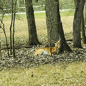 Alabama Safari Park - Red Lechwe
