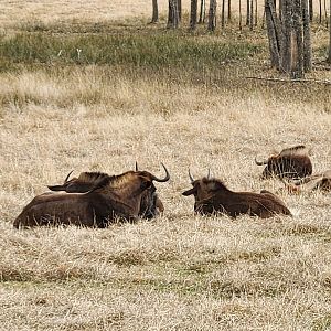 Alabama Safari Park - Black Wildebeest