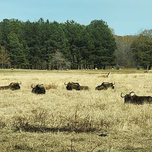Alabama Safari Park - Black Wildebeest herd