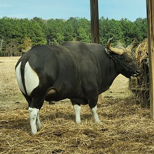 Alabama Safari Park - Banteng