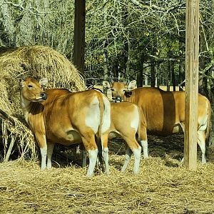 Alabama Safari Park - Banteng cows
