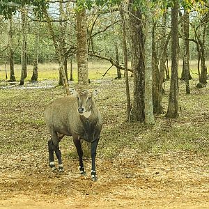 Alabama Safari Park - Nilgai