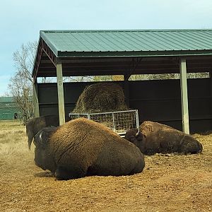 Alabama Safari Park - American Bison