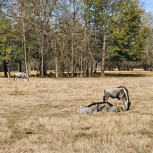 Alabama Safari Park - Blue Wildebeest