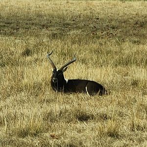 Alabama Safari Park - Nile Lechwe