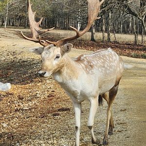 Alabama Safari Park - Fallow Deer
