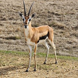 Alabama Safari Park - Thomson's Gazelle