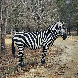 Alabama Safari Park - Plains Zebra