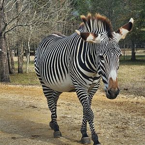 Alabama Safari Park - Grevy's Zebra