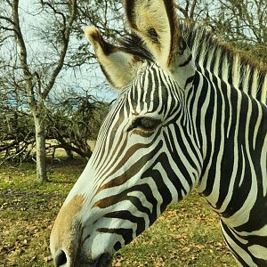 Alabama Safari Park - Grevy's Zebra closeup