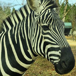 Alabama Safari Park - Plains Zebra closeup