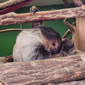 Alabama Safari Park - Northern Two-toed Sloth