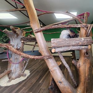 Alabama Safari Park - Sloth exhibit