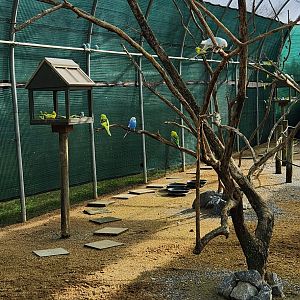 Alabama Safari Park - Inside the budgie aviary