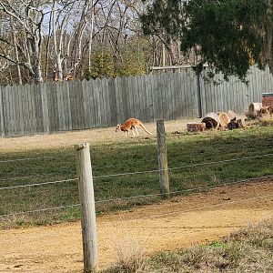Alabama Safari Park - Red Kangaroo