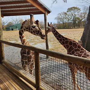 Alabama Safari Park - Giraffes near deck