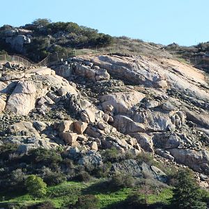 Caprine Cliffside Exhibit