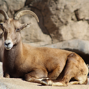 Desert Bighorn Sheep