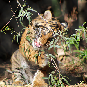 Playful Sumatran Tiger Cub
