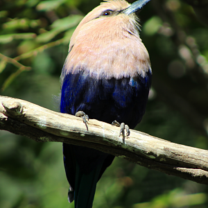 Blue-bellied Roller