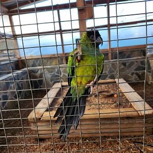 Iron P Homestead Zoo - Nanday Parakeet