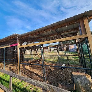 Iron P Homestead Zoo - Ruffed Lemur enclosure