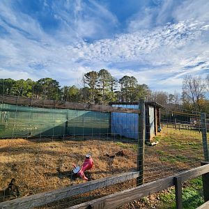 Iron P Homestead Zoo - Wallaby yard