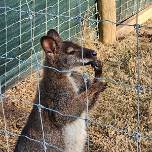 Iron P Homestead Zoo - Red-necked Wallaby
