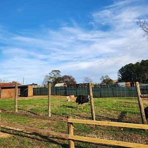 Iron P Homestead Zoo - Cassowary yard
