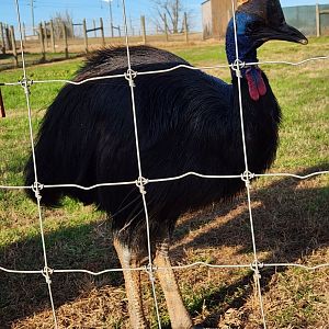 Iron P Homestead Zoo - Southern Cassowary