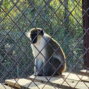 Iron P Homestead Zoo - Vervet Monkey