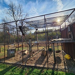 Iron P Homestead Zoo - Vervet Monkey enclosure