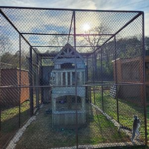 Iron P Homestead Zoo - Ringtail Lemur enclosure