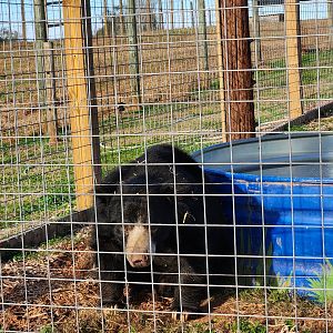 Iron P Homestead Zoo - Sloth Bear