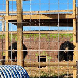 Iron P Homestead Zoo - Sloth Bear pair