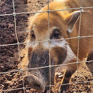 Iron P Homestead Zoo - Red River Hog