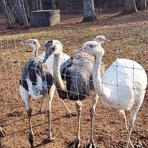 Iron P Homestead Zoo - Greater Rhea
