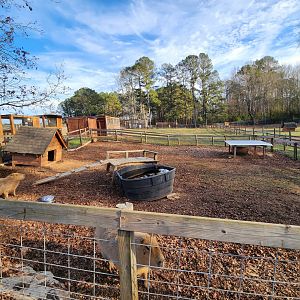 Iron P Homestead Zoo - Capybara yard