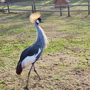 Iron P Homestead Zoo - Gray Crowned Crane