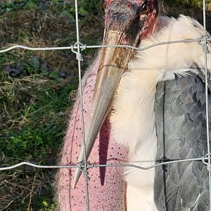Iron P Homestead Zoo - Marabou Stork