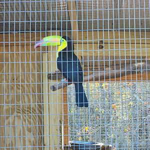 Iron P Homestead Zoo - Keel-billed Toucan