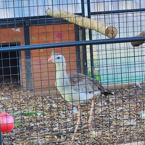 Iron P Homestead Zoo - Crested Seriema
