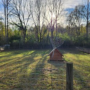 Iron P Homestead Zoo - Muntjac yard