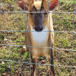 Iron P Homestead Zoo - Chinese Muntjac